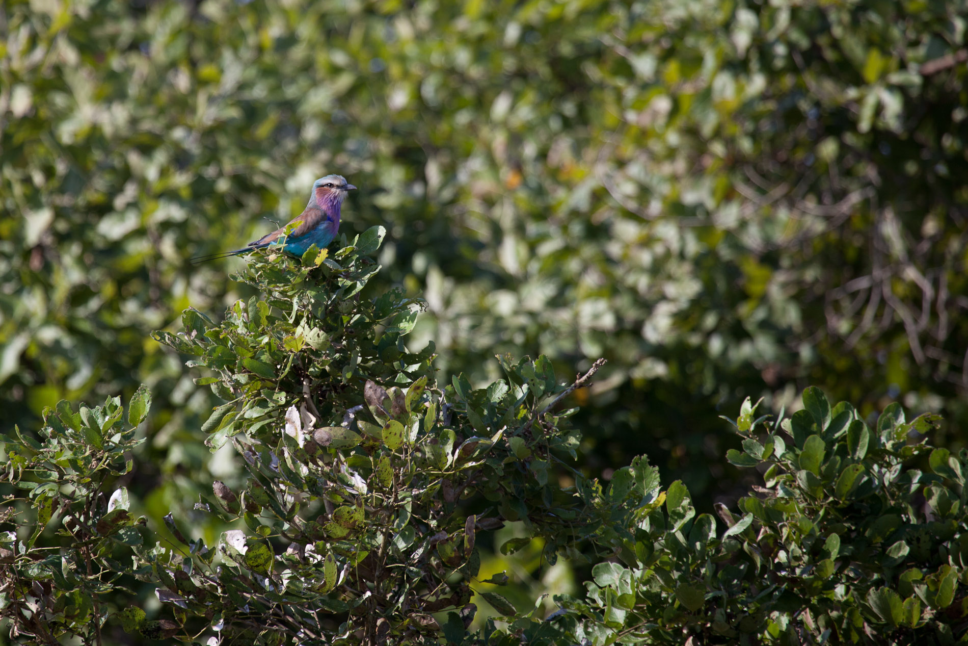 21 May 2011, 08:31. ¹⁄₃₂₀ sec at ƒ / 5.6. Canon EOS 5D Mark II, using EF100-400mm f/4.5-5.6L IS USM, at 400 mm