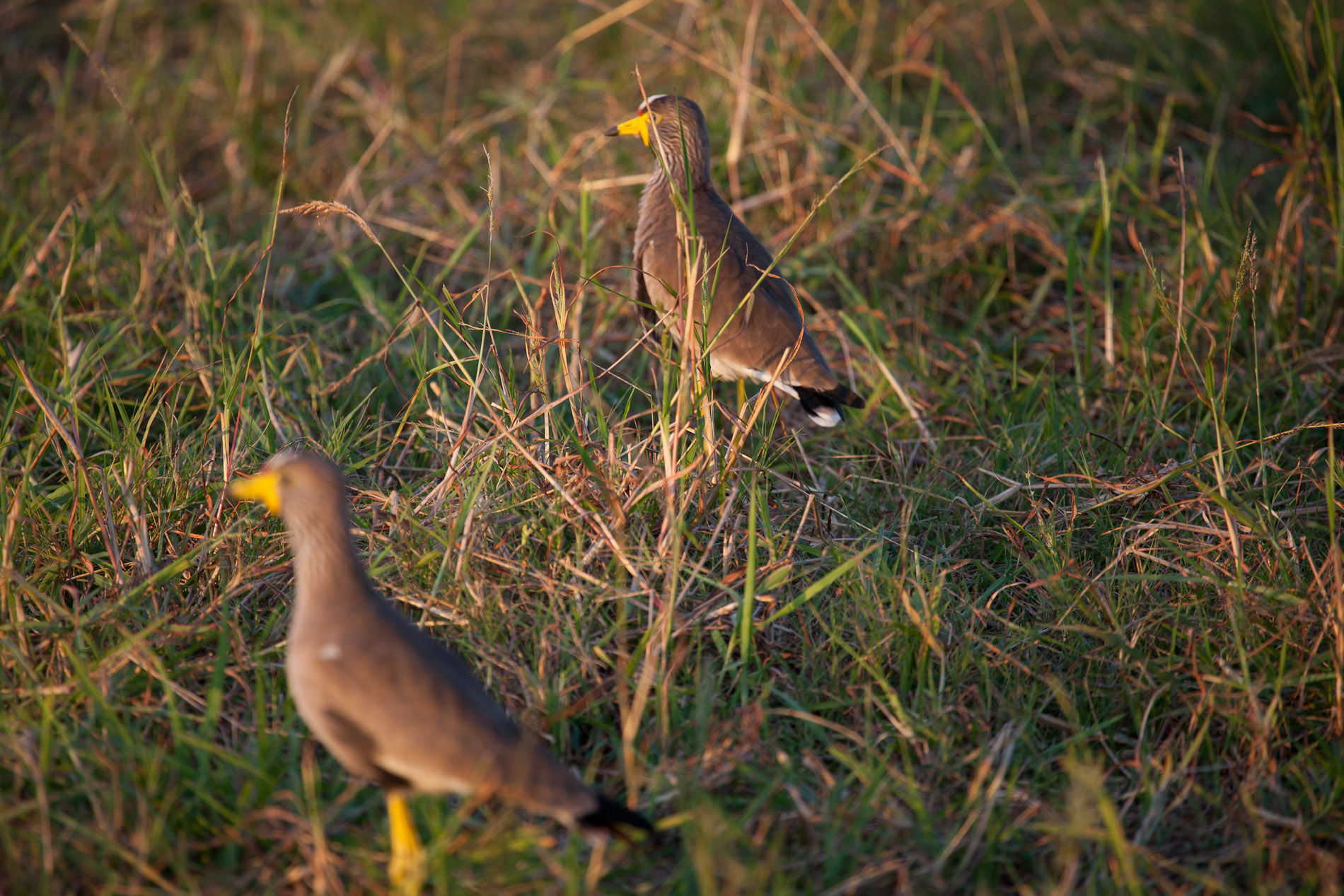 22 May 2011, 16:48. ¹⁄₃₂₀ sec at ƒ / 5.6. Canon EOS 5D Mark II, using EF100-400mm f/4.5-5.6L IS USM, at 400 mm