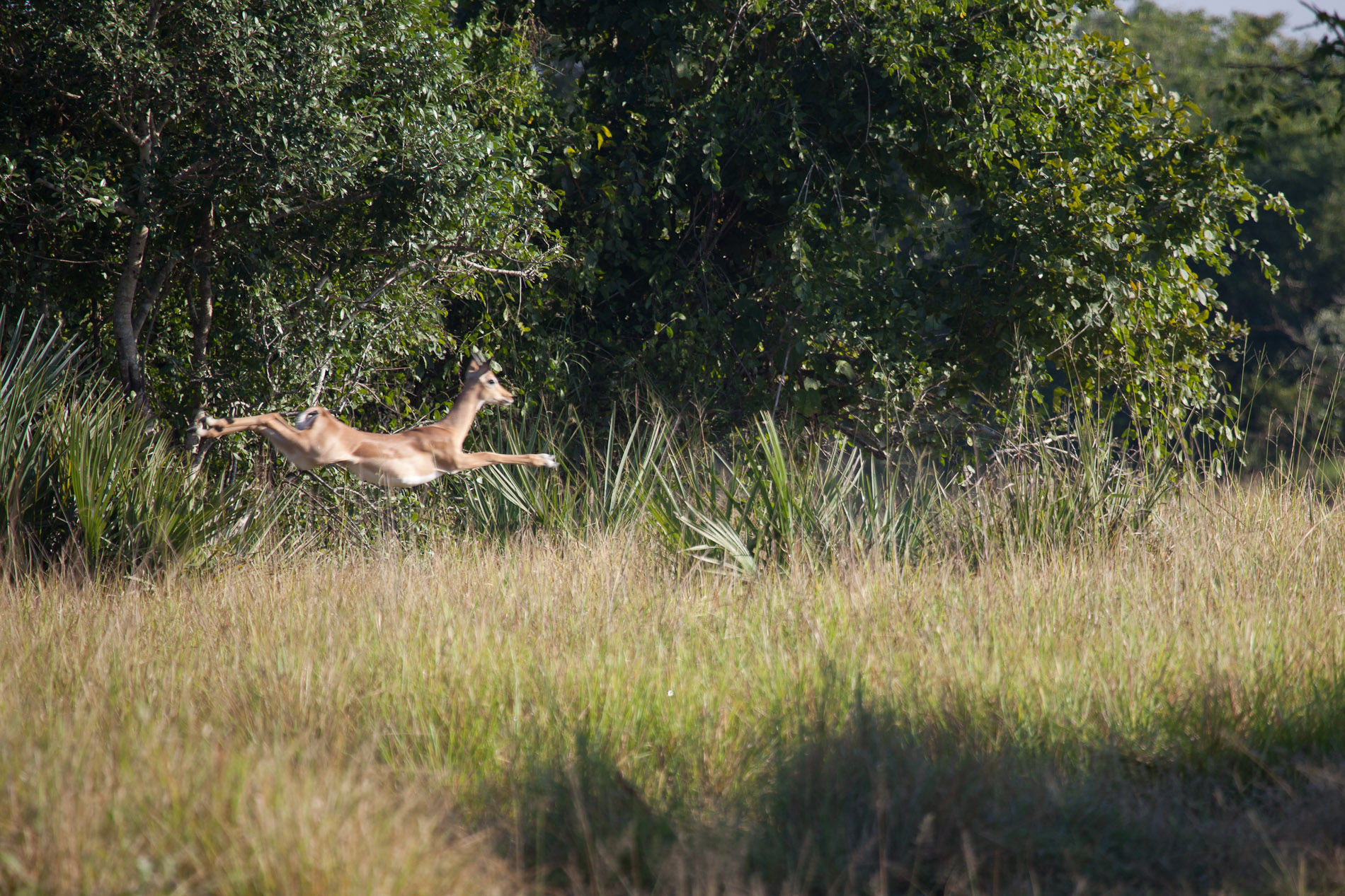 23 May 2011, 07:51. ¹⁄₃₂₀ sec at ƒ / 5.6. Canon EOS 5D Mark II, using EF100-400mm f/4.5-5.6L IS USM, at 400 mm